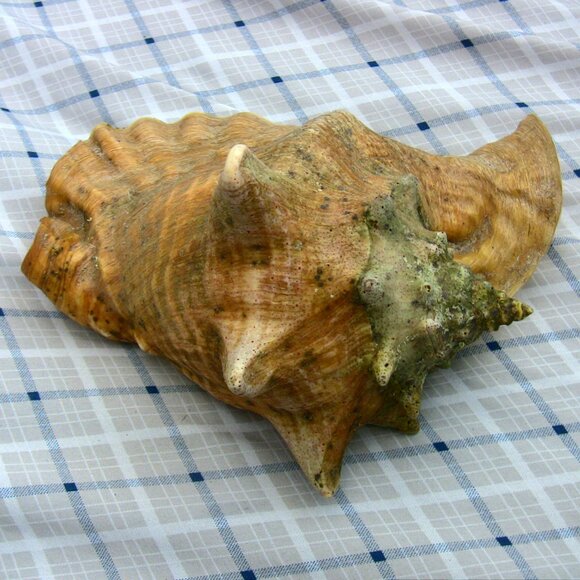 Beautiful Queen Conch Shell 10" large - Picture 6 of 8